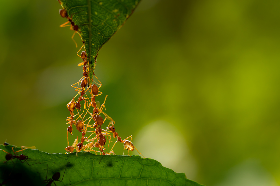 Ant action standing.Ant bridge unity team,Concept team work together